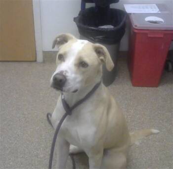 Pit Bull Terrier and Mixed Breed Dogs Available for Adoption in Albuquerque, New Mexico - CHAI | PetCurious