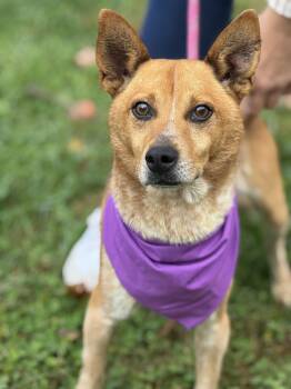 Rescue Cattle Dog Dogs for Adoption in Meherrin, Virginia - Hank | PetCurious
