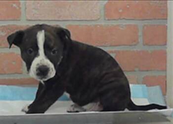 Chief -  Pit Bull Terrier Dog for Adoption in Sedalia, Colorado - Chief | PetCurious