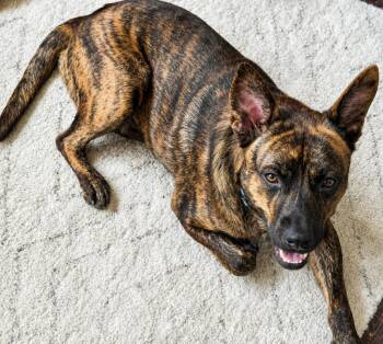 Copper -  Mountain Cur Dog for Adoption in Longview, Texas - Copper | PetCurious