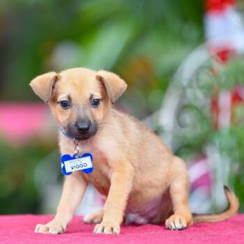 Rescue Shepherd Dogs for Adoption in Wake Forest, North Carolina - Viggo | PetCurious