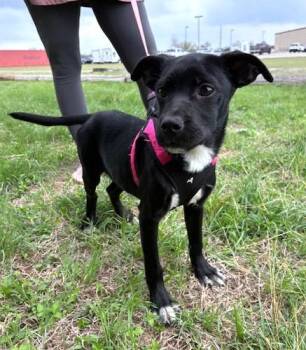 Terrier Dogs Available for Adoption - Inky | PetCurious