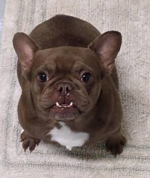 Titi -  French Bulldog Dog for Adoption in Momence, Illinois - Titi | PetCurious