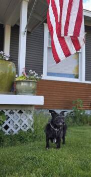Schnauzer and Poodle Dogs Available for Adoption in Spokane, Washington - Miss America | PetCurious