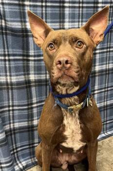 AUBURN -  Pit Bull Terrier and Mixed Breed Dog for Adoption in Rosenberg, Texas - AUBURN | PetCurious