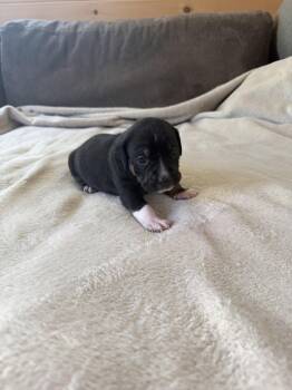 Dottie - Brynns litter -  American Staffordshire Terrier Dog for Adoption in Holly Springs, North Carolina - Dottie - Brynns Litter | PetCurious