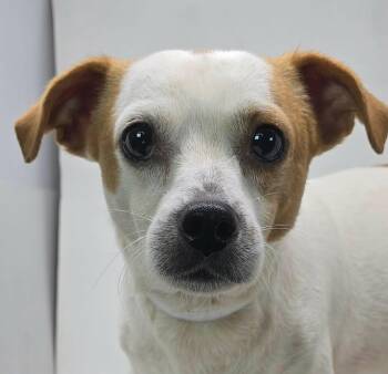 Gooseberry -  Chihuahua and Jack Russell Terrier Dog for Adoption in Newport, Tennessee - Gooseberry | PetCurious