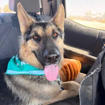 Kaiser -  Mixed Breed and German Shepherd Dog Dog for Adoption in Salt Lake City, Utah - Kaiser | PetCurious