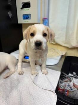 TWIST -  Labrador Retriever and Mixed Breed Dog for Adoption in Cookeville, Tennessee - TWIST | PetCurious