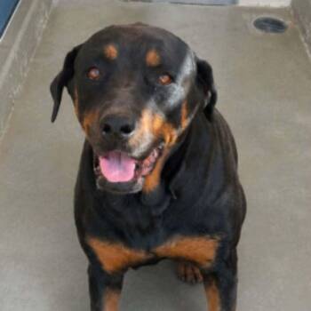 Louise -  Rottweiler Dog for Adoption in Kingman, Arizona - Louise | PetCurious