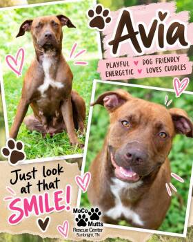 Avia -  Mixed Breed Dog for Adoption in Sunbright, Tennessee - Avia | PetCurious