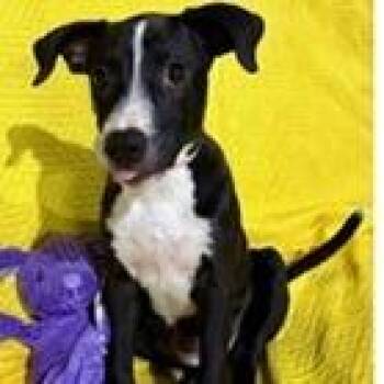 Brittany -  Labrador Retriever and Mixed Breed Dog for Adoption in Tampa, Florida - Brittany | PetCurious