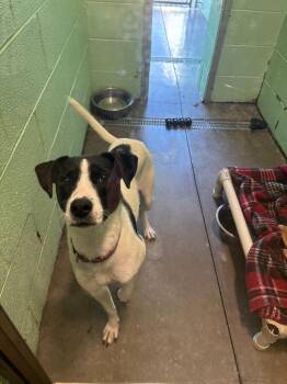Flaca -  Pointer Dog for Adoption in Blountville, Tennessee - Flaca | PetCurious