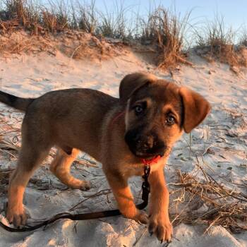 German Shepherd Dog Dogs Available for Adoption in Beulaville, North Carolina - Koda Bear | PetCurious