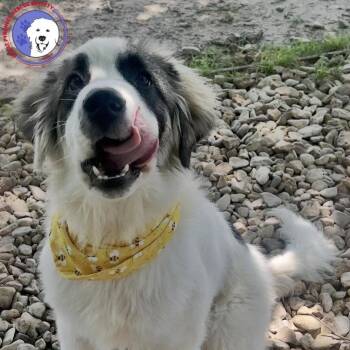 Corky -  Great Pyrenees and Anatolian Shepherd Dog for Adoption in Spring, Texas - Corky | PetCurious