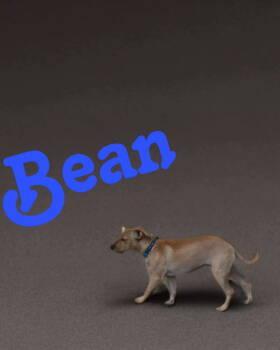 Rescue Jack Russell Terrier and Labrador Retriever Dogs for Adoption - Bean *Arriving 11/21* | PetCurious