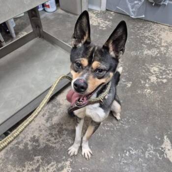 Mixed Breed Dogs Available for Adoption - Tucker | PetCurious