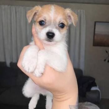 Chihuahua Dogs Available for Adoption - Hammie | PetCurious