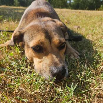 Rescue Mixed Breed Dogs for Adoption in Perryville, Arkansas - Mary | PetCurious