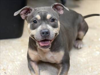 GYPSY -  Pit Bull Terrier and Mixed Breed Dog for Adoption in Tulsa, Oklahoma - GYPSY | PetCurious