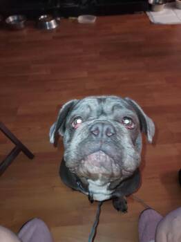 Ivan -  French Bulldog and Bulldog Dog for Adoption in Tracy, California - Ivan | PetCurious