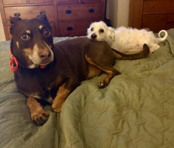 Jacuzzi -  Terrier Dog for Adoption in Troutdale, Oregon - Jacuzzi | PetCurious