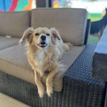 Pomeranian Dogs Available for Adoption - Princess | PetCurious