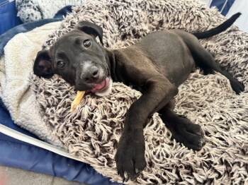 Caleb -  Boxer Dog for Adoption in Santa Monica, California - Caleb | PetCurious