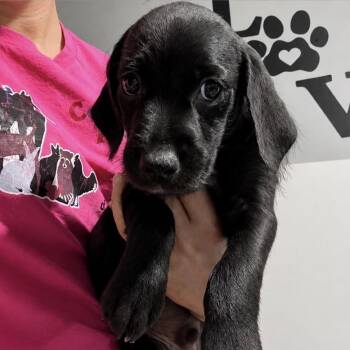 Alex -  Mixed Breed Dog for Adoption in Wappingers Falls, New York - Alex | PetCurious