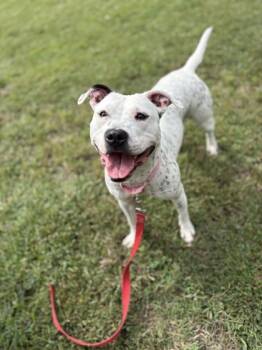 Rescue Mixed Breed Dogs for Adoption in West Chester, Pennsylvania - Sally | PetCurious