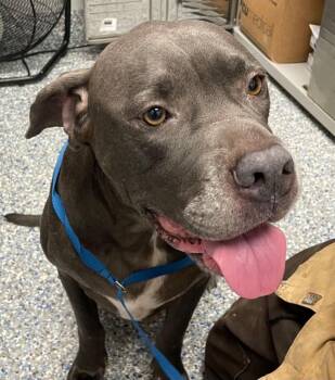 Cane Corso Dogs Available for Adoption in Angola, Indiana - Junnie (Nova) | PetCurious