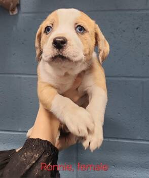 Nyla "Ronnie" -  American Bully Dog for Adoption in Evansville, Indiana - Nyla "Ronnie" | PetCurious