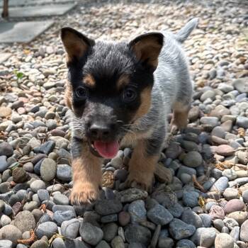 Australian Cattle Dog Blue Heeler Dogs Available for Adoption in Durham, North Carolina - Moo | PetCurious