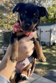 Rescue Chiweenie Dogs for Adoption in Falmouth, Maine - Munty - The Heartbreakers! | PetCurious