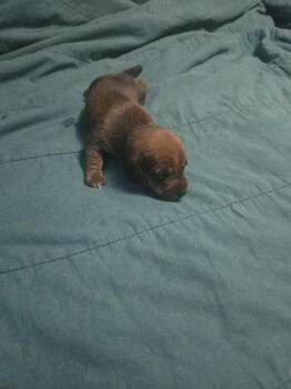 Puppy #1 -  Dachshund Dog for Sale in Kingsland, Texas - Puppy #1 | PetCurious