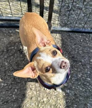 Big Ed -  Cardigan Welsh Corgi and Chihuahua Dog for Adoption in Visalia, California - Big Ed | PetCurious