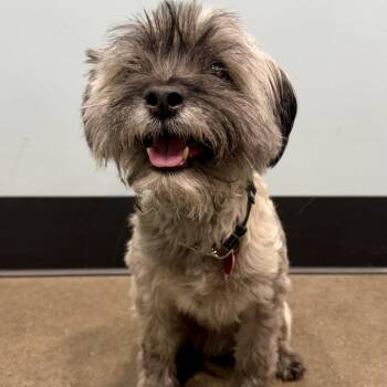 Walter -  Terrier Dog for Adoption in Portland, Oregon - Walter | PetCurious