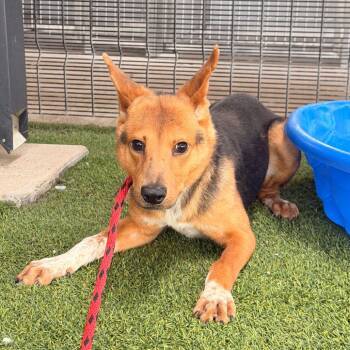 Larry -  German Shepherd Dog and Mixed Breed Dog for Adoption in Monticello, Iowa - Larry | PetCurious