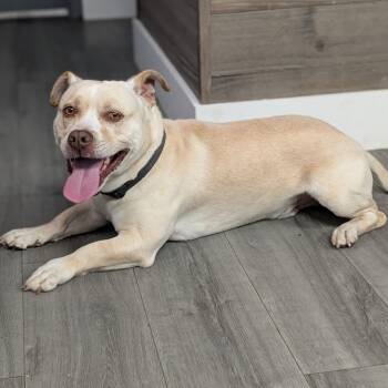 Dachshund and American Staffordshire Terrier Dogs Available for Adoption - CHICO | PetCurious