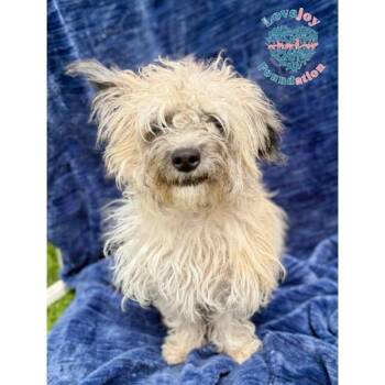 Truffles COH -  Terrier Dog for Adoption in Inglewood, California - Truffles COH | PetCurious