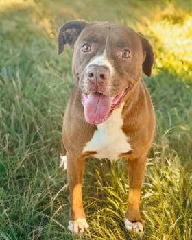 Rescue Pit Bull Terrier Dogs for Adoption in Tunica, Mississippi - Rosita | PetCurious