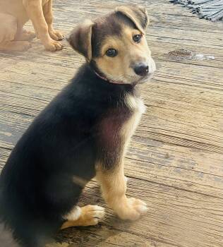 German Shepherd Dog and Australian Shepherd Dogs Available for Adoption - Winchester | PetCurious