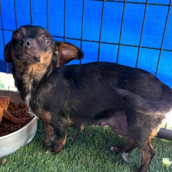Polly -  Chihuahua Dog for Adoption in Escondido, California - Polly | PetCurious
