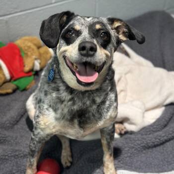 Storm -  Hound Dog for Adoption in Warwick, Rhode Island - Storm | PetCurious