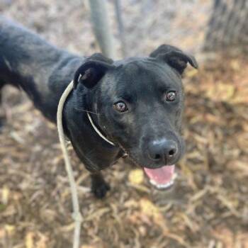 Dusty -  Labrador Retriever Dog for Adoption in Oakland, California - Dusty | PetCurious