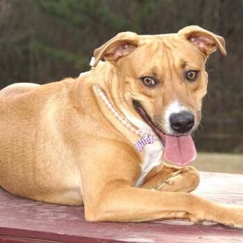 Honey -s -  Mountain Cur and Rhodesian Ridgeback Dog for Adoption in Sequatchie, Tennessee - Honey -s | PetCurious