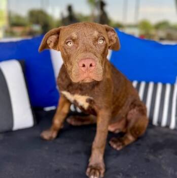 Moose Boone Bay Boy -  Chesapeake Bay Retriever and Pit Bull Terrier Dog for Adoption in Friendswood, Texas - Moose Boone Bay Boy | PetCurious
