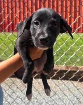 Ruby -  Labrador Retriever and Mixed Breed Dog for Adoption in Morristown, New Jersey - Ruby | PetCurious