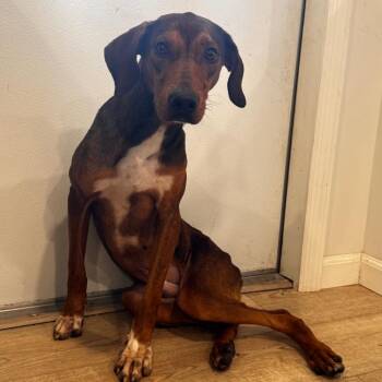 BUSTER (647) -  Hound Dog for Adoption in Indiantown, Florida - BUSTER (647) | PetCurious