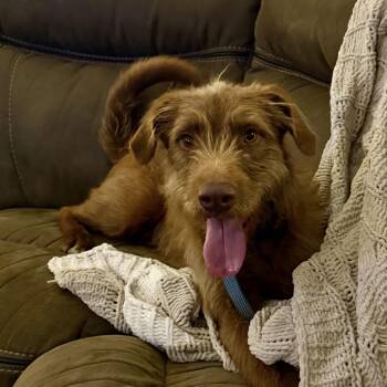 Irish Terrier Dogs Available for Adoption in Sealy, Texas - Lucky | PetCurious